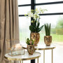 Witte orchidee en succulent in gouden potten